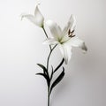 Monochrome Lily With Long Stem On White Background