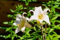 Two white lilies in a rustic garden Royalty Free Stock Photo