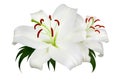 Two white lily flowers with red stamens and green leaves on white background isolated closeup, beautiful lilly floral pattern Royalty Free Stock Photo