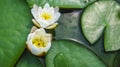 Two white lily flowers with with waterlily leaves Royalty Free Stock Photo