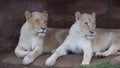 Two white lionesses