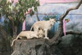 Two white lions wedding to celebrate Valentine's Day