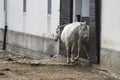 Two white lipica horses outside the door