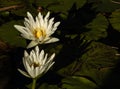 Two white lotus blossoms rising up out of pond of lily pads, calm serene background, meditation wellness harmony spirituality and Royalty Free Stock Photo