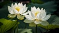 Two white lotus flowers in full bloom, with visible yellow stamens, set against a background of large, green lily pads in a calm Royalty Free Stock Photo