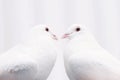 Two white loving birds pigeons Royalty Free Stock Photo