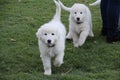 Two White Malamute Puppies Royalty Free Stock Photo
