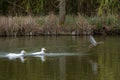 Male white pekin ducks chasing after female mallard duck Royalty Free Stock Photo