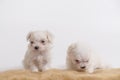 Two white maltese puppies are sitting on a brown fur carpet