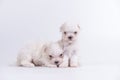 Two white maltese puppies are sitting on a white background