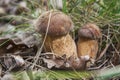 Two white mushrooms (Boletus edulis) grow in the forest among the grass Royalty Free Stock Photo