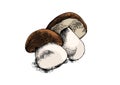 Two white mushrooms