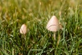 Two white mushrooms in the fresh green grass Royalty Free Stock Photo