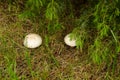 Two White Mushrooms