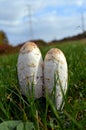 Two White Mushrooms In The Grass