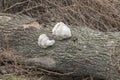 Two White Mushrooms Grow On A Fallen Tree