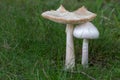Two white mushrooms growing in the grass during the summer. Royalty Free Stock Photo