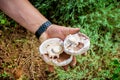 Two white mushrooms in hand Royalty Free Stock Photo