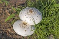 Two white mushrooms in the meadow Royalty Free Stock Photo