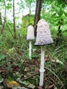 Shaggy Inkcap