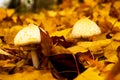 Two White Mushrooms In Yellow Autumn Foliage In The Forest In Autumn