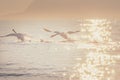 Two white mute swan start flying or running over the lake in the daytime. Swan in nature. Royalty Free Stock Photo