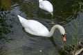 Two white mute swan swims in the lake Royalty Free Stock Photo
