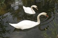 Two white mute swan swims in the lake water. Royalty Free Stock Photo