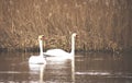 Two white Mute swans (Cygnus olor) Royalty Free Stock Photo