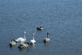 two white mute swans and four grey swan cygnets at the lake