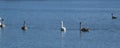 two white mute swans and four grey swan cygnets at the lake