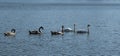 two white mute swans and three grey swan cygnets at the lake Royalty Free Stock Photo