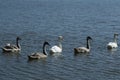 two white mute swans and three grey swan cygnets at the lake Royalty Free Stock Photo