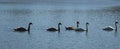 two white mute swans and three grey swan cygnets at the lake Royalty Free Stock Photo