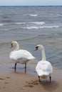 Two white swans on the sand at water\'s edge, with small waves and land at the horizon.