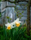 Two white narcissus flowers in grass Royalty Free Stock Photo