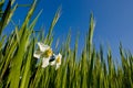 Two White Narcissus in a Green Field