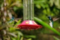 Two hummingbirds approaching a feeder, Tobago