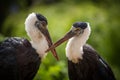Two white-necked stork makes love Royalty Free Stock Photo