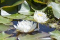 Two White Nymphaea `Caroliniana Nivea` Waterlily