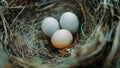 Two white and one brown eggs of a wild bird lie in a nest of grass and twigs Royalty Free Stock Photo