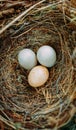 Two white and one brown eggs of a wild bird lie in a nest of grass and twigs Royalty Free Stock Photo
