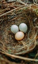 Two white and one brown eggs of a wild bird lie in a nest of grass and twigs Royalty Free Stock Photo