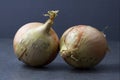 Two white onions on a dark background Royalty Free Stock Photo