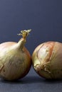 Two white onions on a dark background