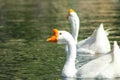 Two white and orange swans swimming in the still lake waters at Kenneth Hahn Park in Los Angeles Royalty Free Stock Photo