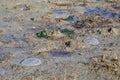 Two white orbs of dying jellyfish left in tidal zone at low tide