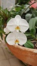 Two white orchid flowers labellum stamen