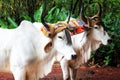 Two white ox Royalty Free Stock Photo
