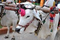 Two white oxen in yoke with Bullock cart riding in Indian tourist park